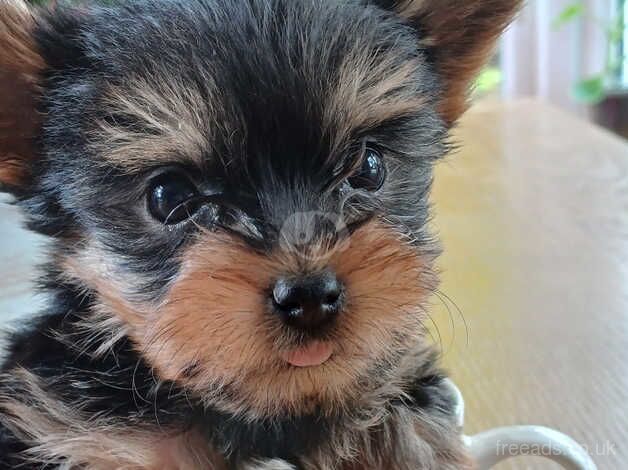 Mini yorkshire terrier for sale in Omagh - Image 2