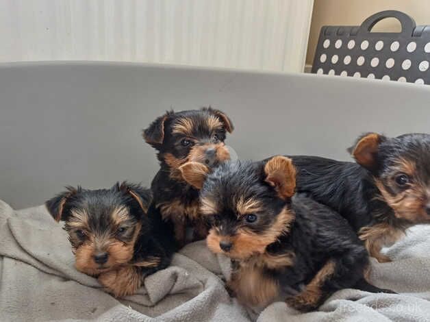 Mini yorkshire terrier for sale in Omagh - Image 3