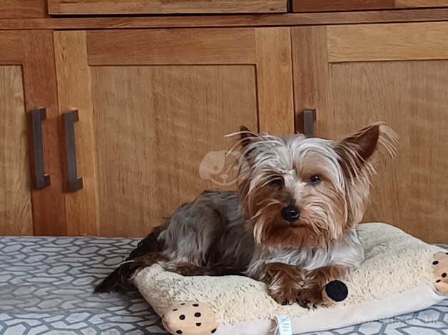 Mini yorkshire terrier for sale in Omagh - Image 4