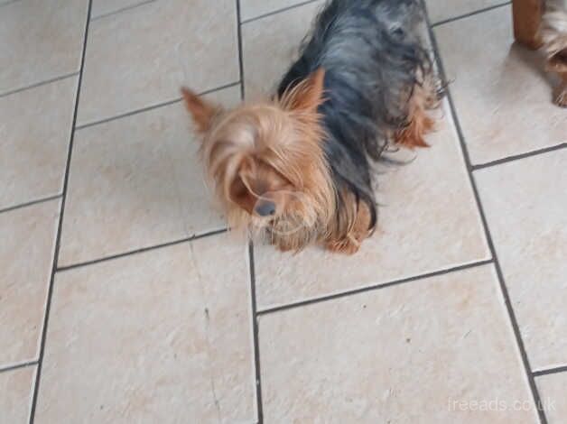Mini yorkshire terrier for sale in Omagh - Image 5