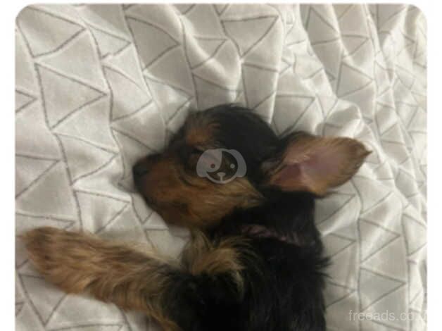 Mini yorkshire Terrier for sale in Pickering, North Yorkshire