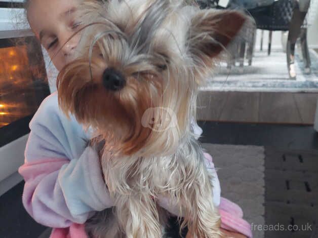 Mini yorkshire terrier for sale in Chatham, Caerphilly - Image 3