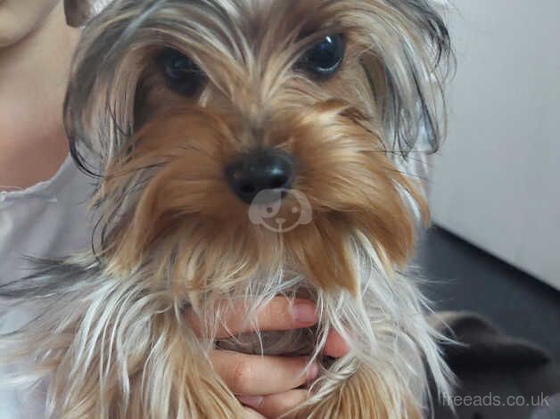 Mini yorkshire terrier for sale in Chatham, Caerphilly