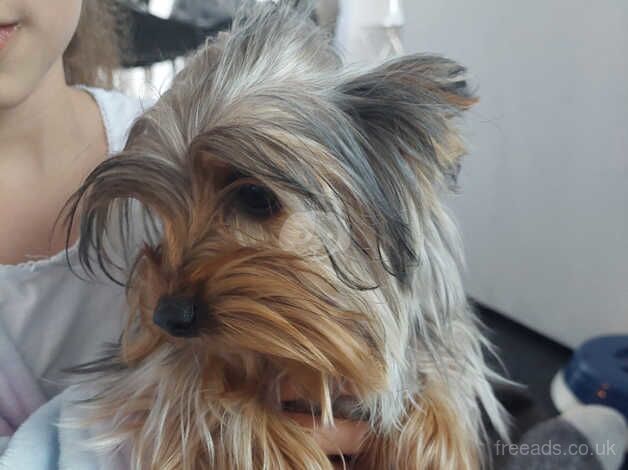 Mini yorkshire terrier for sale in Chatham, Caerphilly - Image 2