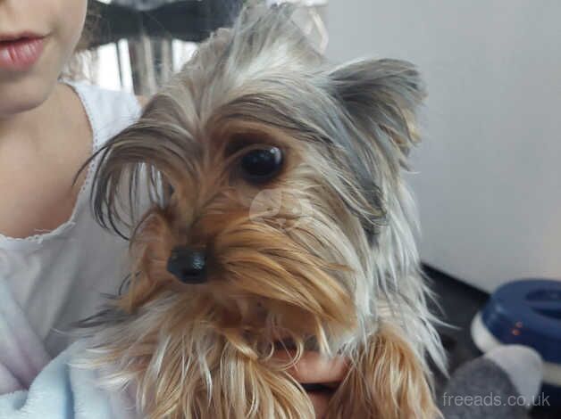 Mini yorkshire terrier for sale in Chatham, Caerphilly - Image 4
