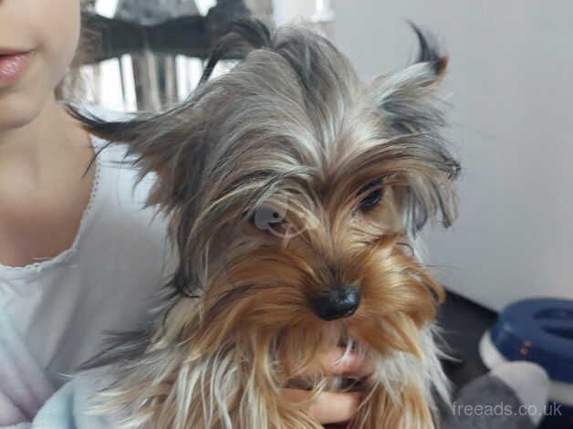Mini yorkshire terrier for sale in Chatham, Caerphilly - Image 5