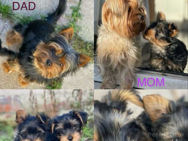 Mini Yorkshire Terrier puppies for sale in Newport, Shropshire - Image 1