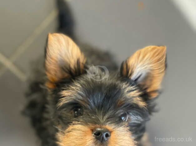 Mini Yorkshire Terrier puppies for sale in Newport, Shropshire - Image 2