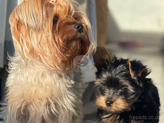 Mini Yorkshire Terrier puppies for sale in Newport, Shropshire - Image 3