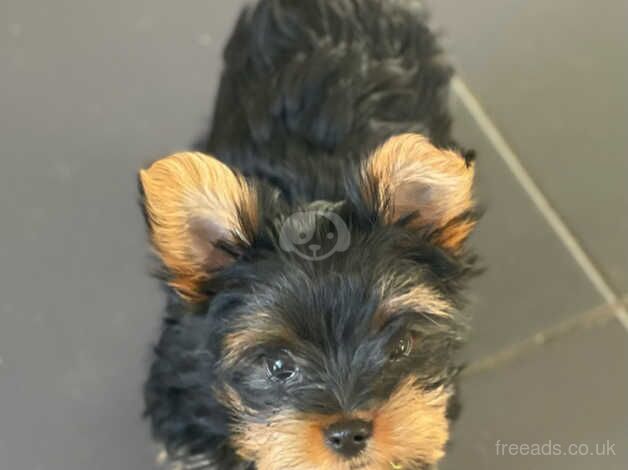 Mini Yorkshire Terrier puppies for sale in Newport, Shropshire - Image 4