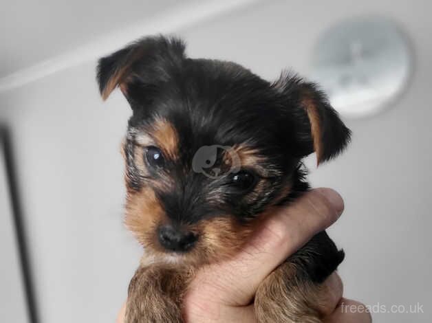 Mini Yorkshire terrier puppies sale for sale in Choppington, Northumberland