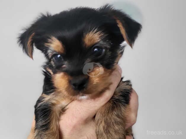 Mini Yorkshire terrier puppies sale for sale in Choppington, Northumberland - Image 2