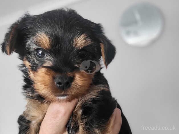 Mini Yorkshire terrier puppies sale for sale in Choppington, Northumberland - Image 3