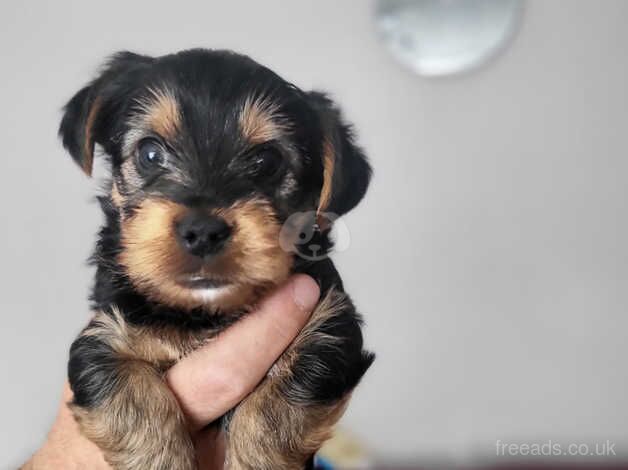 Mini Yorkshire terrier puppies sale for sale in Choppington, Northumberland - Image 4