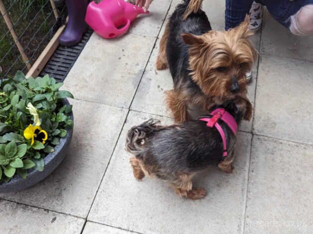 Mini Yorkshire terrier puppies sale for sale in Choppington, Northumberland - Image 5