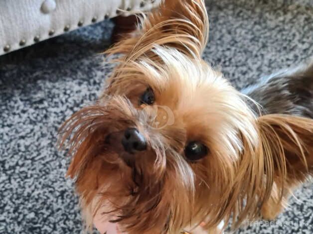 Mini yorkshire terrier under 2kg for sale in Horncastle, Lincolnshire