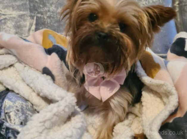 Mini yorkshire terrier under 2kg for sale in Horncastle, Lincolnshire - Image 2