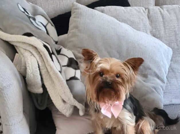 Mini yorkshire terrier under 2kg for sale in Horncastle, Lincolnshire - Image 3