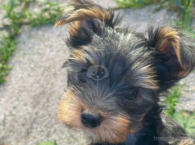 Mini Yorkshire Terriers for sale in Newport, Shropshire