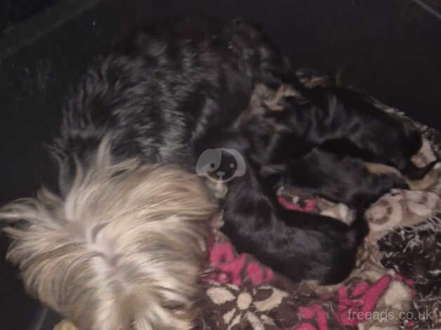 Mini Yorkshire Terriers for sale in Walsall, West Midlands - Image 1