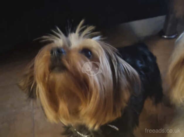 Mini Yorkshire Terriers for sale in Walsall, West Midlands - Image 3