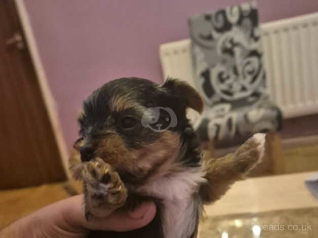 Mini Yorkshire Terriers for sale in Walsall, West Midlands - Image 4