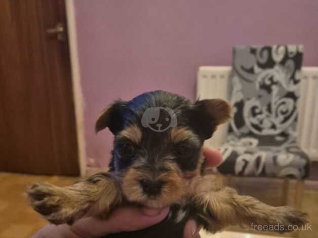 Mini Yorkshire Terriers for sale in Walsall, West Midlands - Image 5