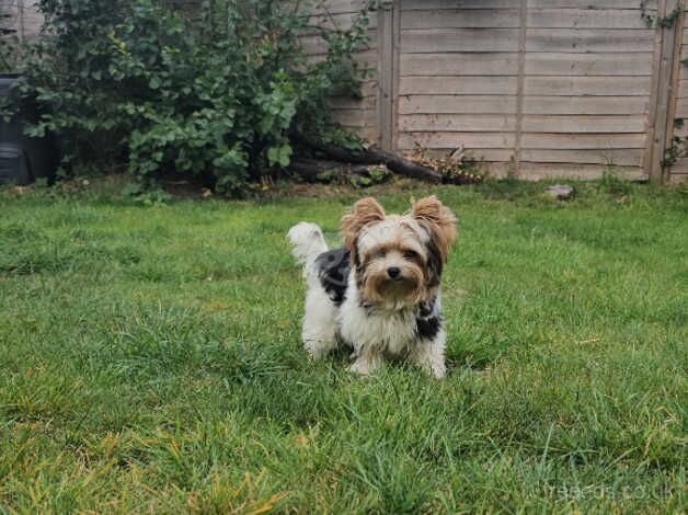 Miniature girl with International Multigenerational Pedigree for sale in London - Image 2