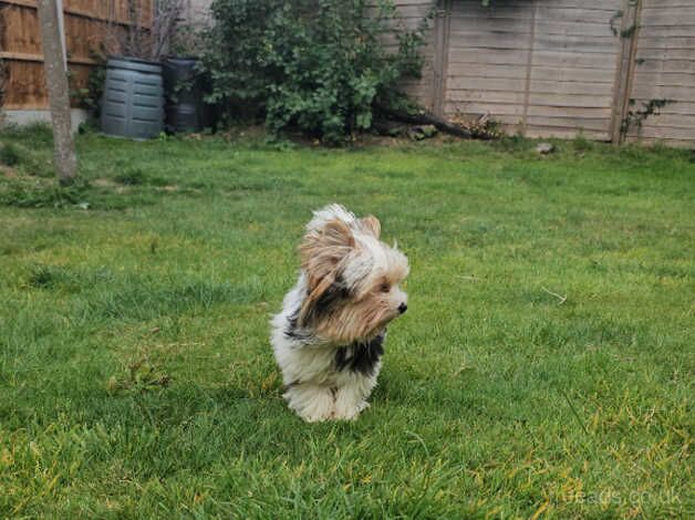 Miniature girl with International Multigenerational Pedigree for sale in London - Image 4