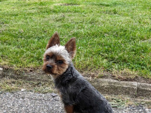 Miniature Male Yorkshire terrier for sale in Aberdeen, Aberdeen City - Image 1