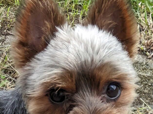 Miniature Male Yorkshire terrier for sale in Aberdeen, Aberdeen City - Image 2