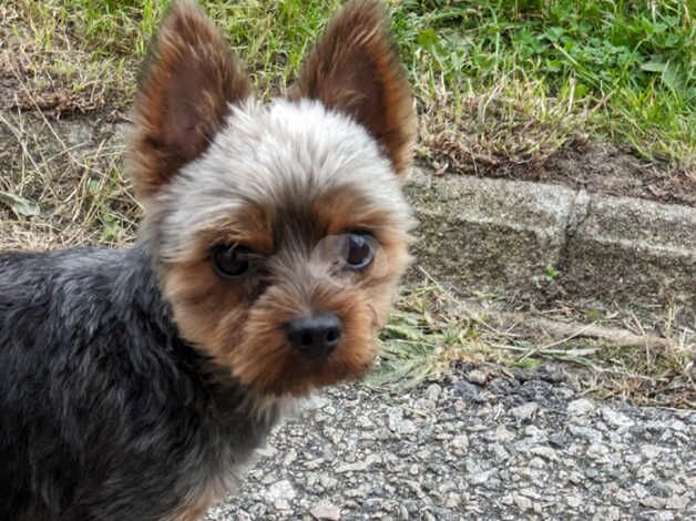 Miniature Male Yorkshire terrier for sale in Aberdeen, Aberdeen City - Image 3