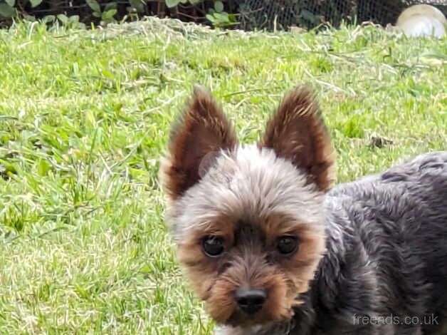 Miniature Male Yorkshire terrier for sale in Aberdeen, Aberdeen City - Image 4