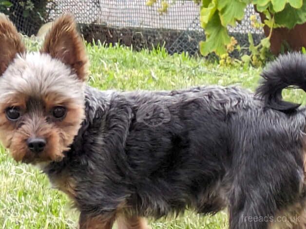 Miniature Male Yorkshire terrier for sale in Aberdeen, Aberdeen City - Image 5