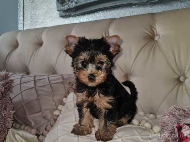 Miniature Pedigree beautiful Yorkshire terriers puppies for sale in Enfield, Enfield, Greater London