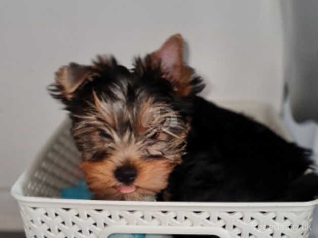 Miniature Pedigree beautiful Yorkshire terriers puppies for sale in Enfield, Enfield, Greater London - Image 2