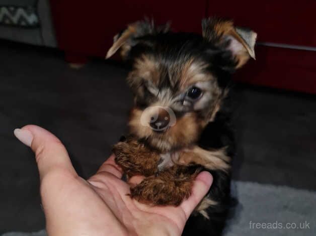 Miniature Pedigree beautiful Yorkshire terriers puppies for sale in Enfield, Enfield, Greater London - Image 3