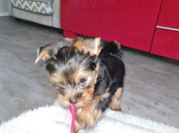 Miniature Pedigree beautiful Yorkshire terriers puppies for sale in Enfield, Enfield, Greater London - Image 4