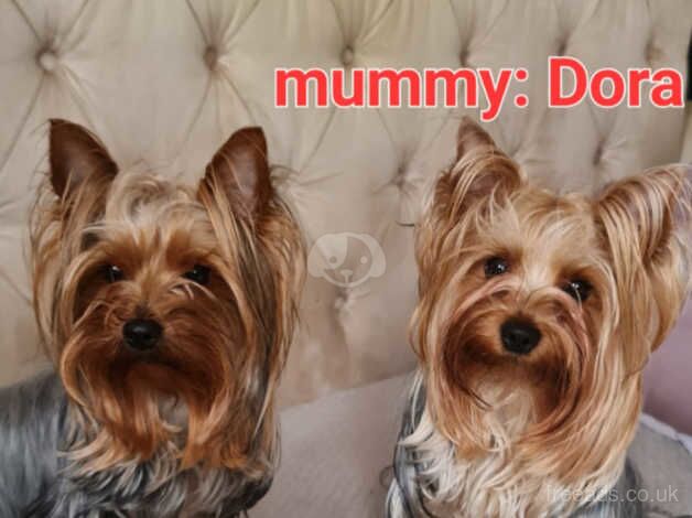 Miniature Pedigree beautiful Yorkshire terriers puppies for sale in Enfield, Enfield, Greater London - Image 5