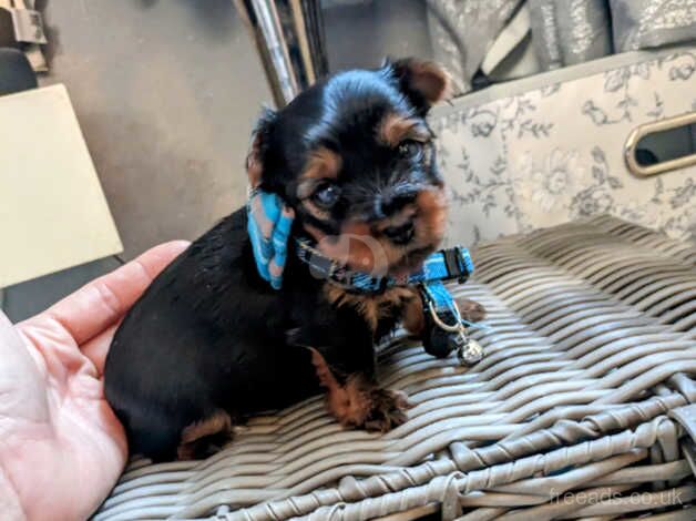 Miniature pedigree Yorkshire terrier, Yorkie puppies for sale in Watford, Northamptonshire