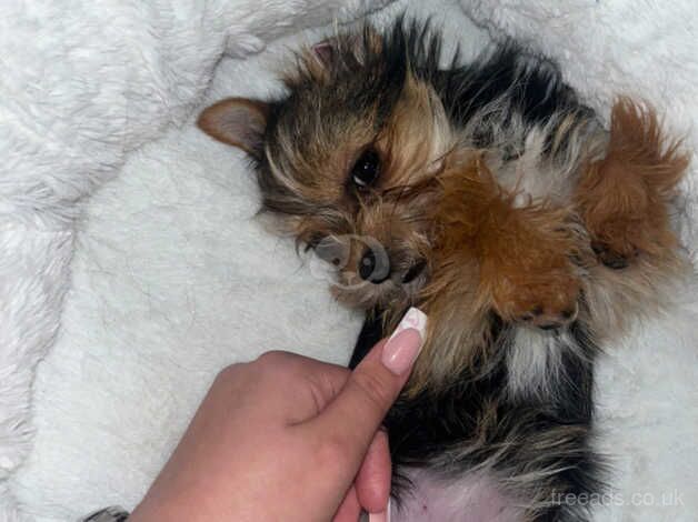 Miniature yorkie for sale in Leicester, Leicestershire