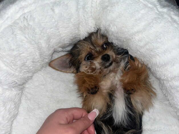 Miniature yorkie for sale in Leicester, Leicestershire - Image 2