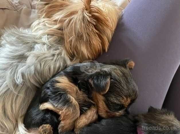 Miniature Yorkie Pups For Sale in Essex - Image 3