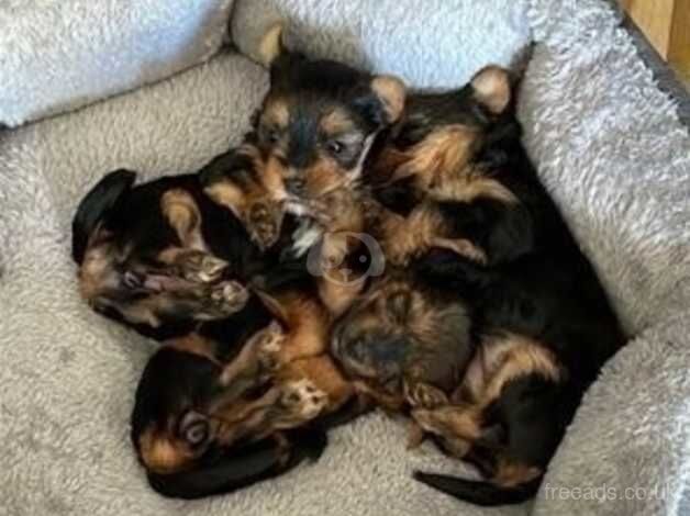 Miniature Yorkie Pups For Sale in Essex - Image 4