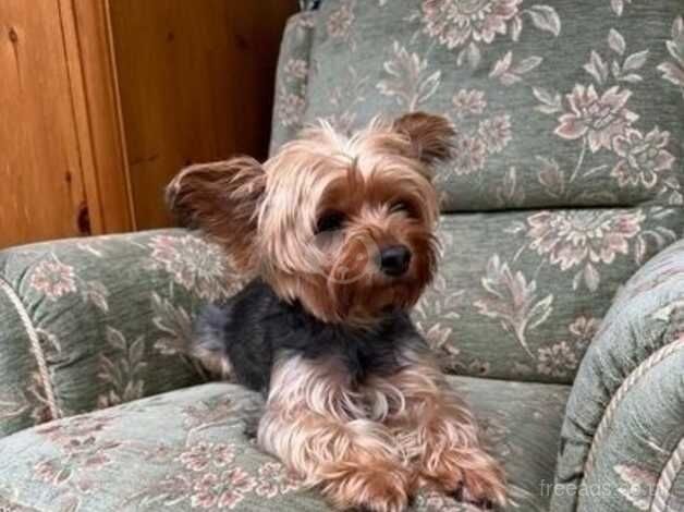 Miniature Yorkie Pups For Sale in Essex - Image 5