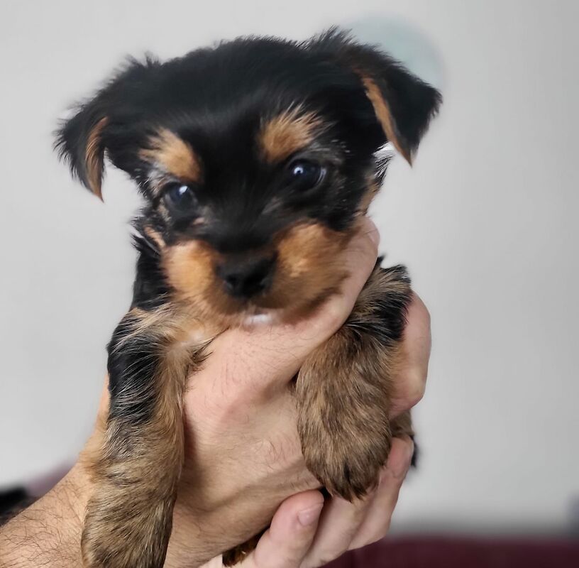 Miniature Yorkshire puppies for sale in Choppington, Northumberland