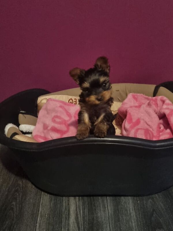 Miniature yorkshire terrier for sale in Filton, Gloucestershire