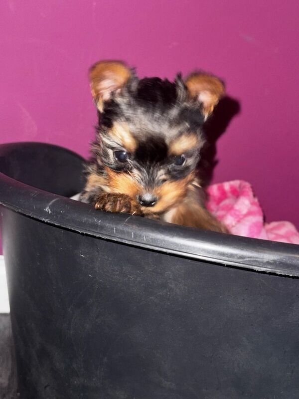 Miniature yorkshire terrier for sale in Filton, Gloucestershire - Image 2