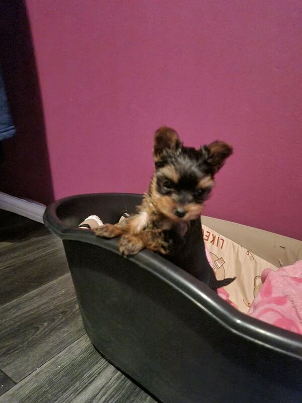 Miniature yorkshire terrier for sale in Filton, Gloucestershire - Image 3