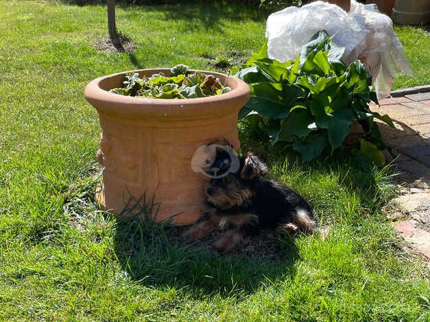 Miniature Yorkshire terrier for sale in Aylesbury, Buckinghamshire